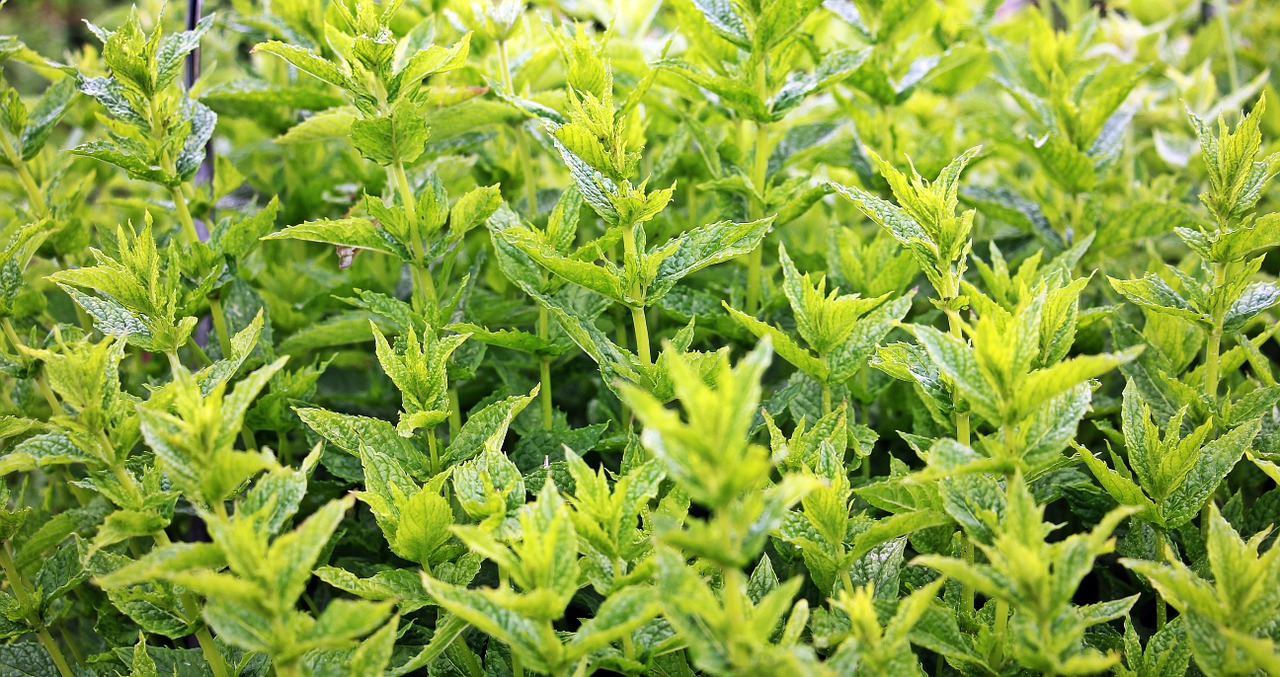 Czy zielona herbata może leczyć?