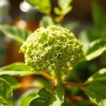 Bakuchiol: proste wyjaśnienie, zastosowania i kiedy uważać